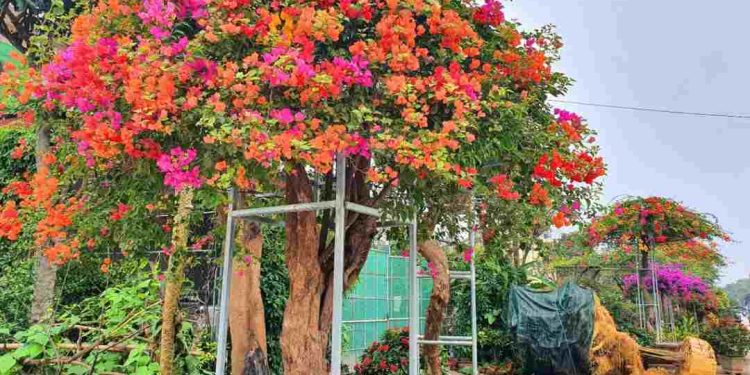 Trồng hoa giấy ngũ sắc như thế nào? Hướng dẫn chăm sóc cây?