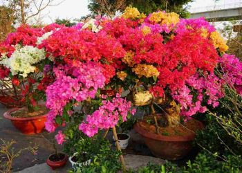 Hoa giấy Thái Lan – Tìm hiểu đặc điểm, nguồn gốc, ý nghĩa