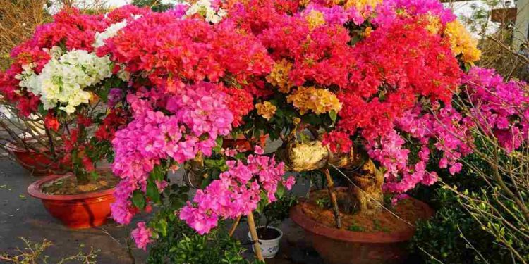 Hoa giấy Thái Lan – Tìm hiểu đặc điểm, nguồn gốc, ý nghĩa