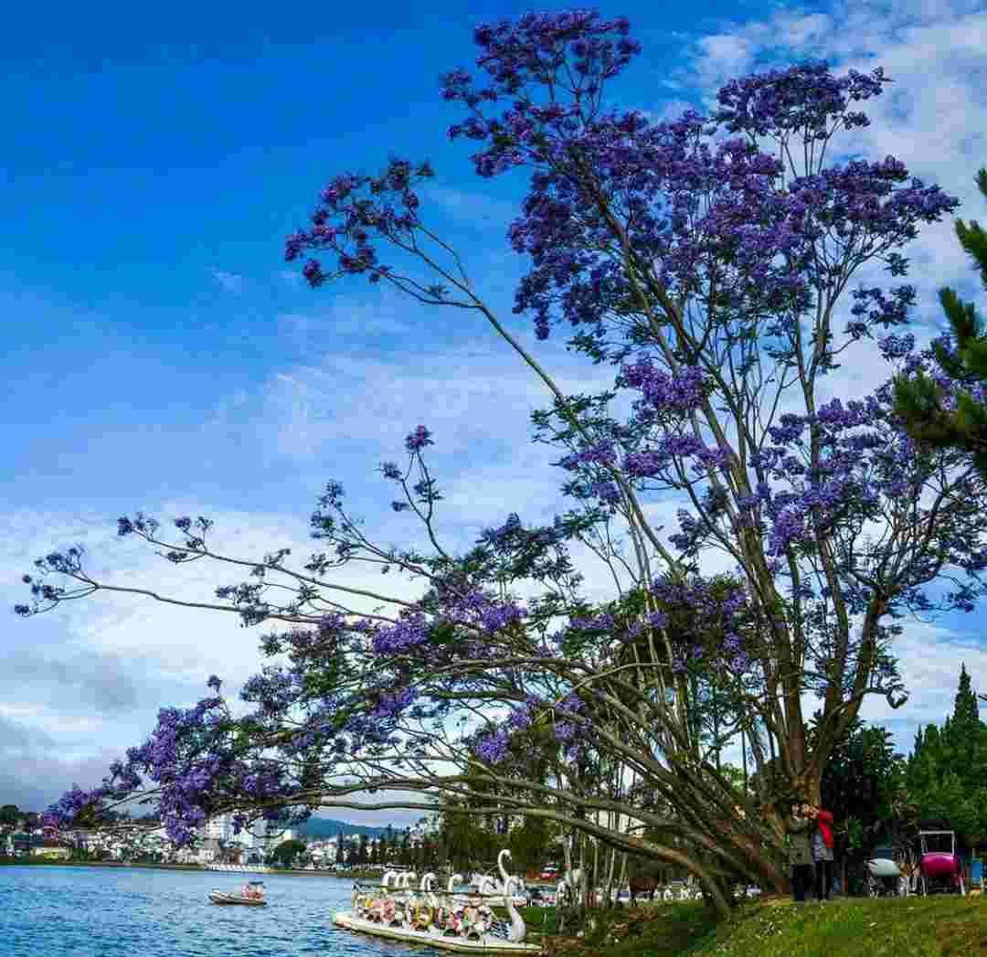 Hồ Xuân Hương