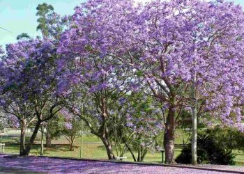 Hoa phượng tím – Loài hoa tượng trưng cho sự thơ mộng