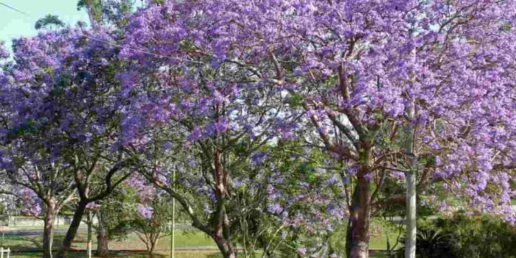 Hoa phượng tím – Loài hoa tượng trưng cho sự thơ mộng