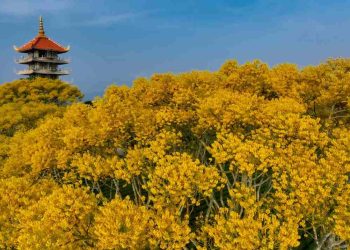 Hoa phượng vàng mang đến sự rực rỡ cho vùng đất Bảo Lộc