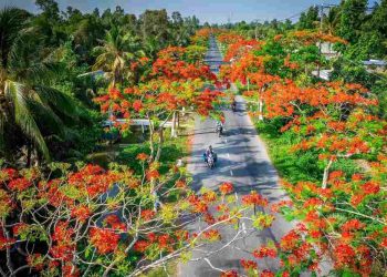 Lợi ích của hoa phượng đối với sức khỏe và đời sống