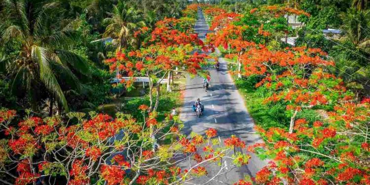 Lợi ích của hoa phượng đối với sức khỏe và đời sống