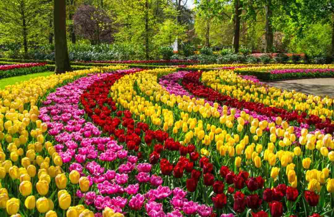 Tìm hiểu về nguồn gốc hoa tulip