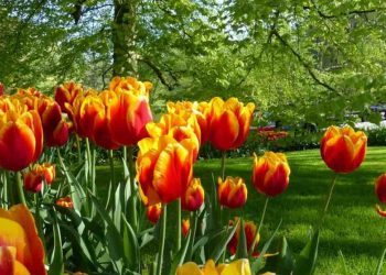 Nguồn gốc hoa tulip là từ đâu? Tại sao loài hoa này lại đắt?