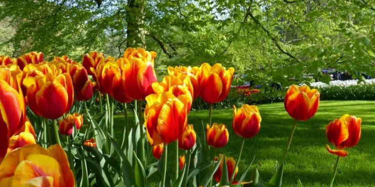 Nguồn gốc hoa tulip là từ đâu? Tại sao loài hoa này lại đắt?