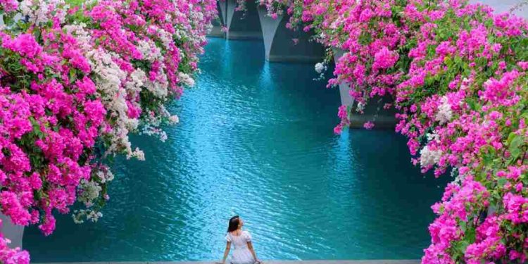 Tác dụng của cây hoa giấy đối với sức khỏe và đời sống