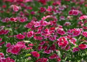 Trồng hoa cẩm chướng như thế nào để hoa ra đúng dịp lễ