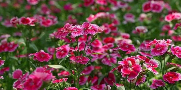 Trồng hoa cẩm chướng như thế nào để hoa ra đúng dịp lễ