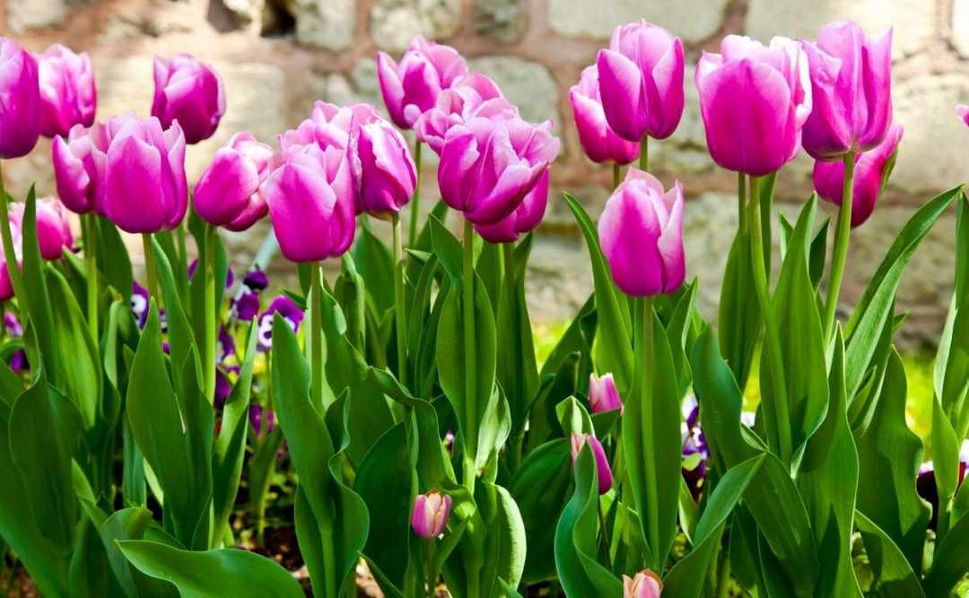 Cách trồng hoa tulip từ củ