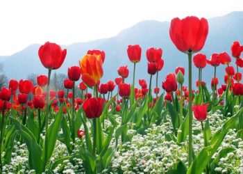 Trồng hoa tulip trong chậu để trang trí nhà cửa của bạn