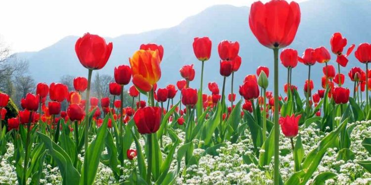 Trồng hoa tulip trong chậu để trang trí nhà cửa của bạn