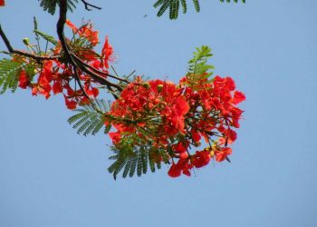 Ý nghĩa của hoa phượng đối với thời học sinh và tình yêu