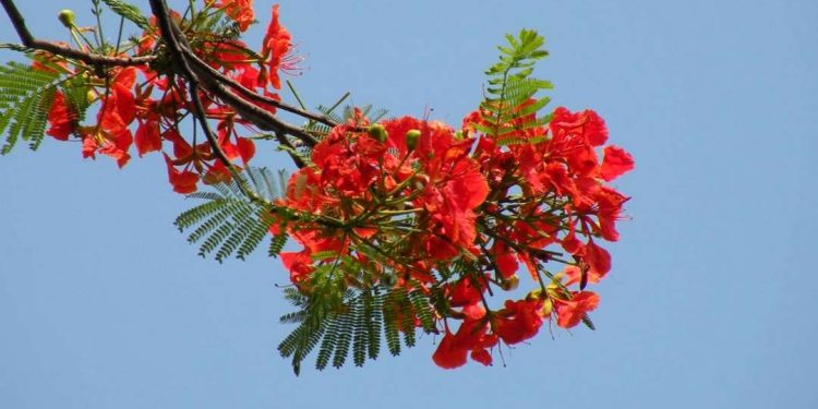 Ý nghĩa của hoa phượng đối với thời học sinh và tình yêu