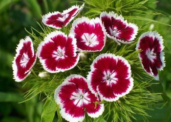 Ý nghĩa hoa cẩm chướng theo màu sắc và từng quốc gia