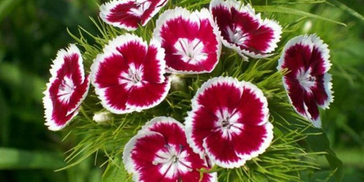 Ý nghĩa hoa cẩm chướng theo màu sắc và từng quốc gia