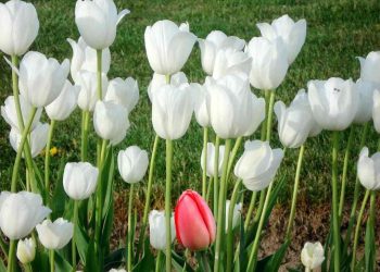 Ý nghĩa hoa tulip sẽ khác nhau theo từng màu sắc của hoa