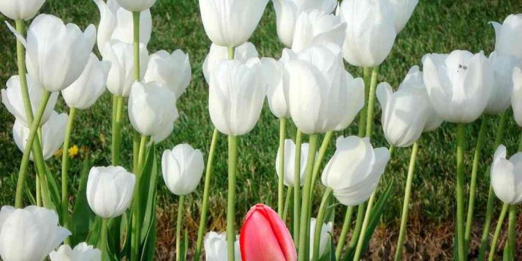 Ý nghĩa hoa tulip sẽ khác nhau theo từng màu sắc của hoa