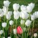 Ý nghĩa hoa tulip sẽ khác nhau theo từng màu sắc của hoa