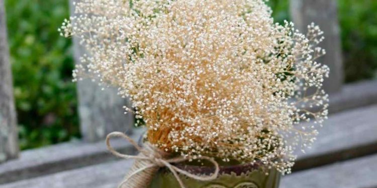 Cắm hoa baby đơn giản với 4 cách hướng dẫn bạn thực hiện