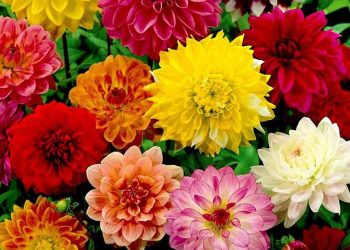 Một số thông tin chung của cây hoa cúc thược dược