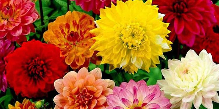 Một số thông tin chung của cây hoa cúc thược dược