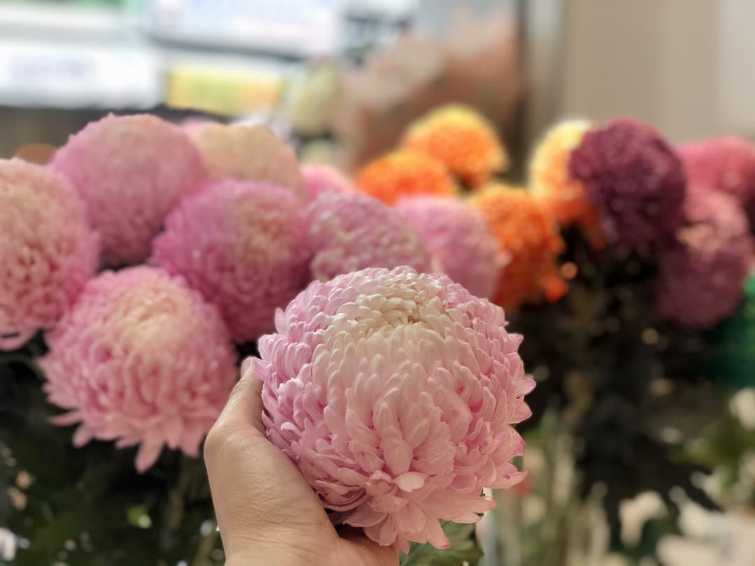 Sự tích về hoa cúc