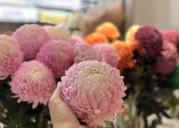 Tìm hiểu về hoa cúc mẫu đơn