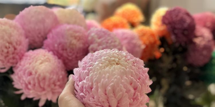 Tìm hiểu về hoa cúc mẫu đơn