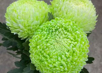 Ý nghĩa của hoa cúc trong phong thủy