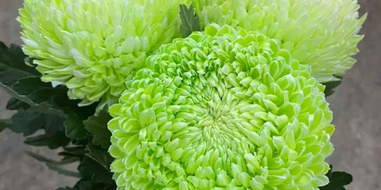 Ý nghĩa của hoa cúc trong phong thủy