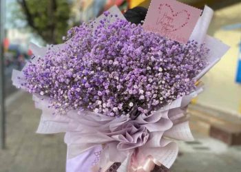 Hoa baby tím – Ý nghĩa, nguồn gốc, cách trồng và chăm sóc