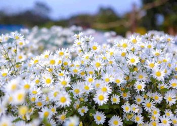 Nguồn gốc của hoa cúc