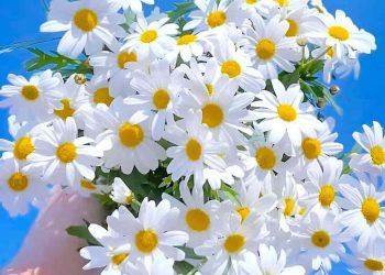 Tìm hiểu về cúc họa mi