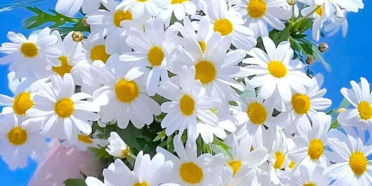 Tìm hiểu về cúc họa mi