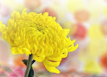 Ý nghĩa của hoa cúc vàng