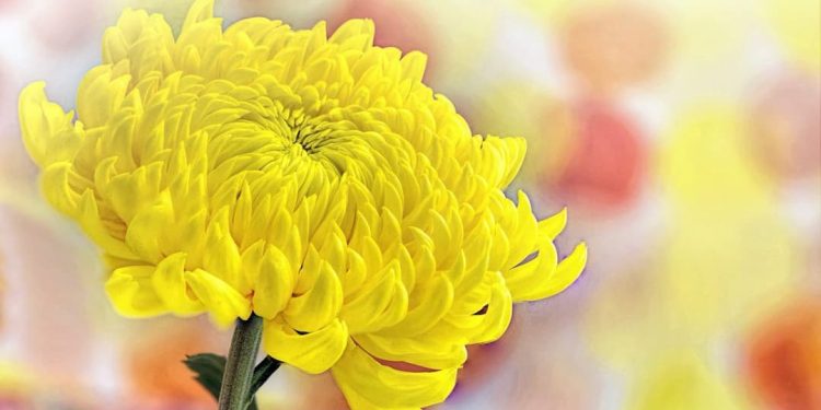 Ý nghĩa của hoa cúc vàng