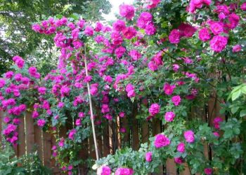 Hoa tường vi tím có đặc điểm gì? Cách trông hoa như thế nào?