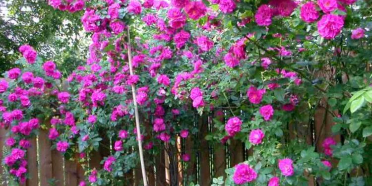 Hoa tường vi tím có đặc điểm gì? Cách trông hoa như thế nào?