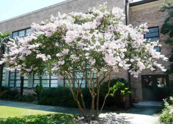 Cây hoa tường vi trắng có mấy loại? Hướng dẫn cách chăm?