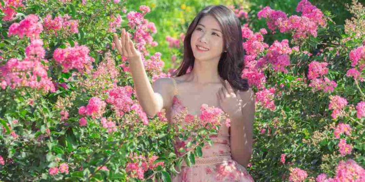 Sự tích hoa tường vi mà có thể bạn chưa từng nghe đến