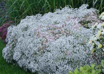 Trồng hoa baby có khó không? Hướng dẫn cách trồng đơn giản