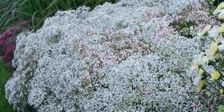 Trồng hoa baby có khó không? Hướng dẫn cách trồng đơn giản