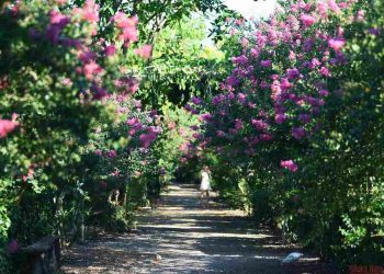 Trồng hoa tường vi với những bí quyết giúp cây ra hoa đẹp