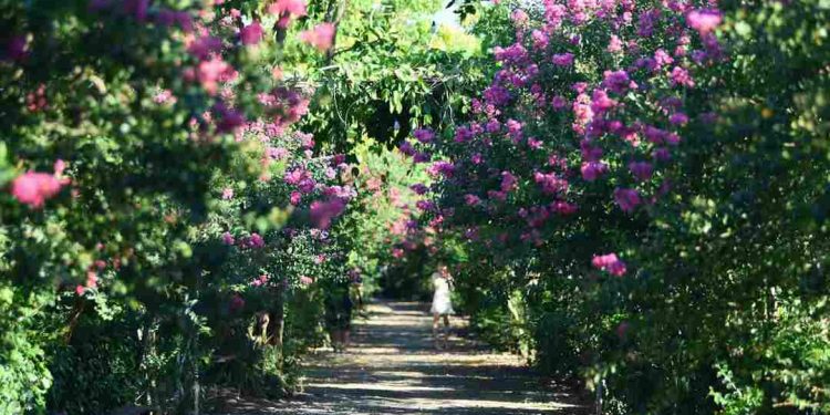 Trồng hoa tường vi với những bí quyết giúp cây ra hoa đẹp