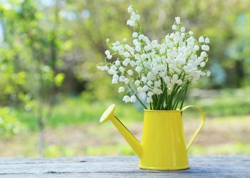 Thường xuyên tưới nước cho cây