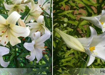 Phân biệt hoa loa kèn với hoa ly