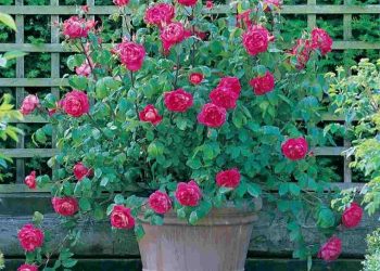 Chọn đất phù hợp để trồng